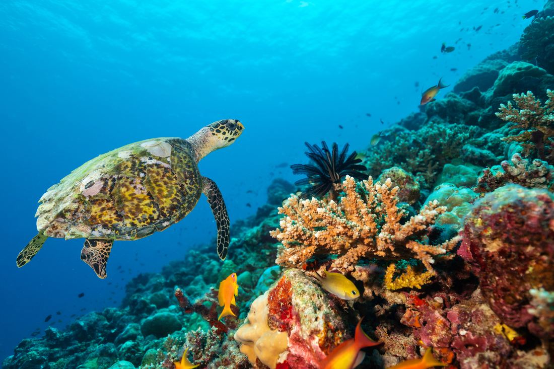 Sea turtle on a coral reef